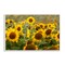 Stupell Industries Central Sunflower in Meadow Framed Giclee, design by Andy Crawford
